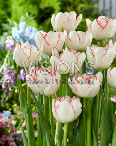 Tulipa Rem Double Tulipa Rem Double
