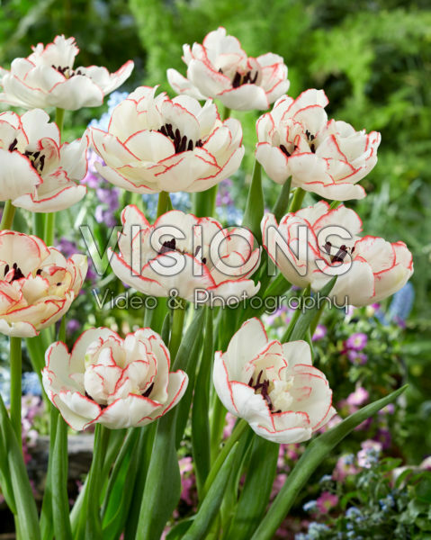 Tulipa Rem Dubbel Tulipa Rem Dubbel