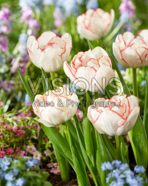Tulipa Rem Double Tulipa Rem Double