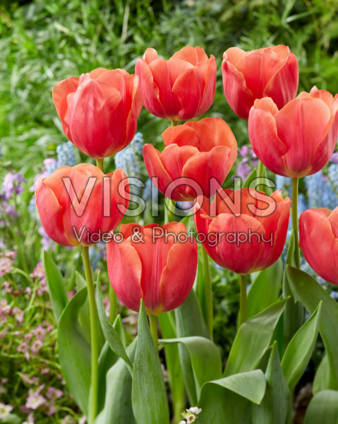 Tulipa Caro Tulipa Caro