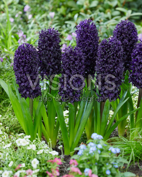 Hyacinthus Midnight Mystique Hyacinthus Midnight Mystique