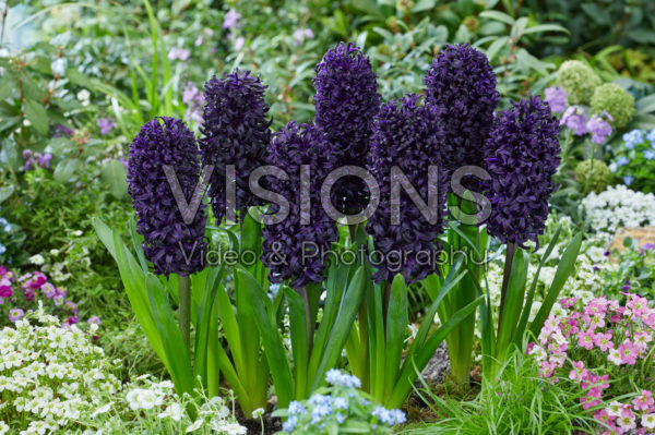 Hyacinthus Midnight Mystique Hyacinthus Midnight Mystique