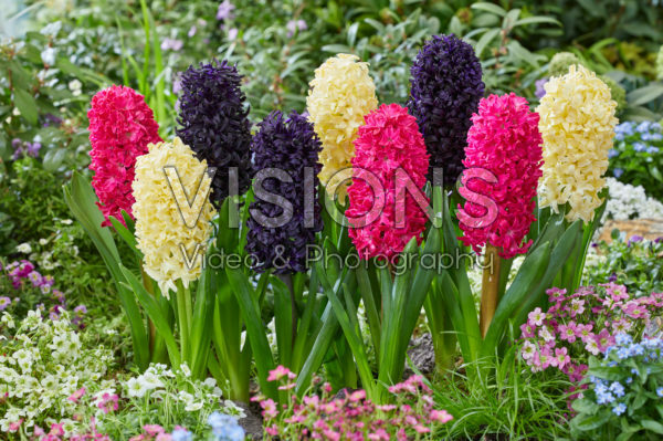 Hyacinthus Mix - Midnight Mystic, Bon Bini, Jan Bos Hyacinthus Mix - Midnight Mystic, Bon Bini, Jan Bos