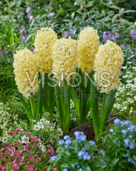 Hyacinthus Bon Bini Hyacinthus Bon Bini