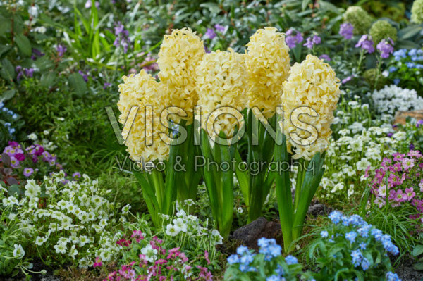Hyacinthus Bon Bini Hyacinthus Bon Bini