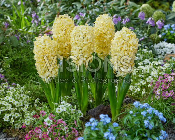 Hyacinthus Bon Bini Hyacinthus Bon Bini