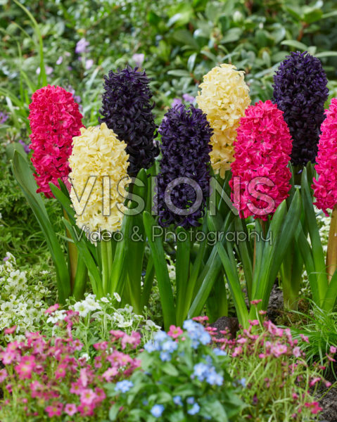 Hyacinthus Mix - Midnight Mystic, Bon Bini, Jan Bos Hyacinthus Mix - Midnight Mystic, Bon Bini, Jan Bos