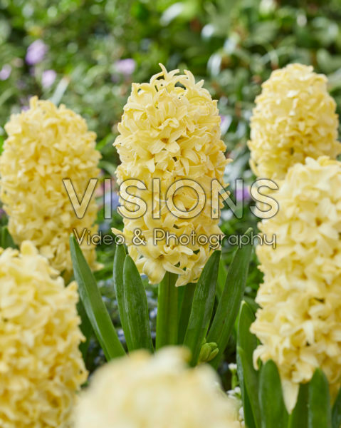 Hyacinthus Bon Bini Hyacinthus Bon Bini