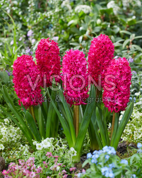 Hyacinthus Jan Bos Hyacinthus Jan Bos