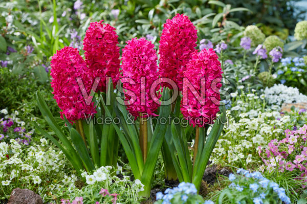 Hyacinthus Jan Bos Hyacinthus Jan Bos