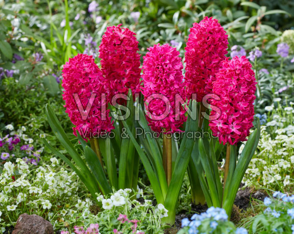 Hyacinthus Jan Bos Hyacinthus Jan Bos