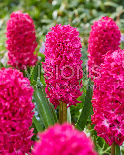 Hyacinthus Jan Bos Hyacinthus Jan Bos