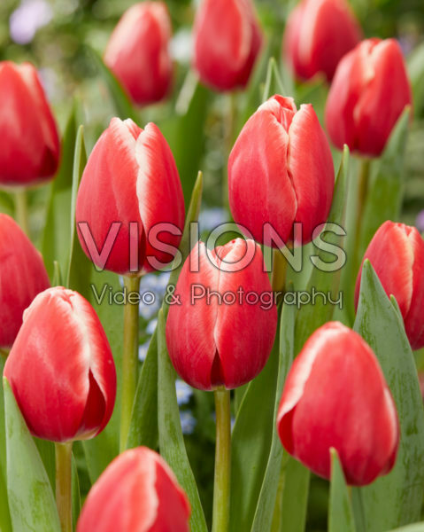 Tulipa Kung-Fu Tulipa Kung-Fu