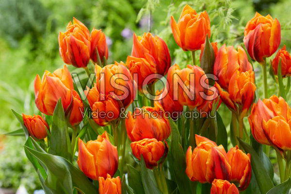 Tulipa Gaston Tulipa Gaston