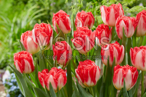 Tulipa Pink Delight Tulipa Pink Delight