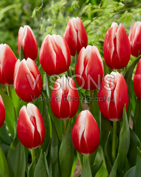 Tulipa Energy4all Tulipa Energy4all