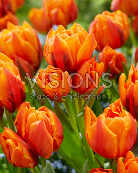 Tulipa Gaston Tulipa Gaston