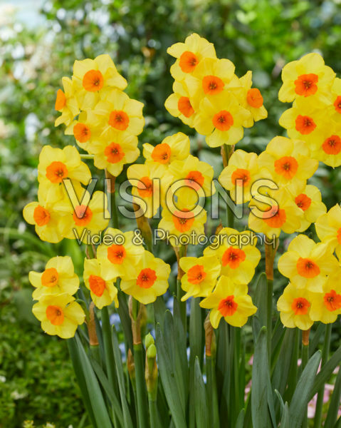 Narcissus Bright Day Narcissus Bright Day