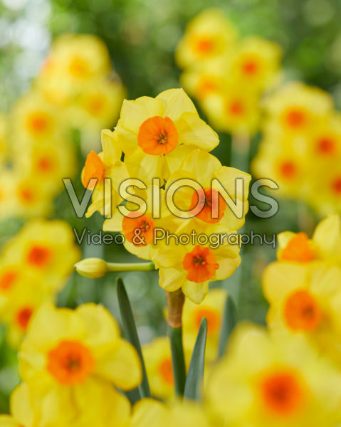 Narcissen Bright Day Narcissen Bright Day