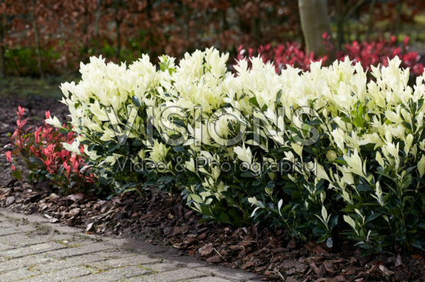 Euonymus japonicus Himalaya Euonymus japonicus Himalaya