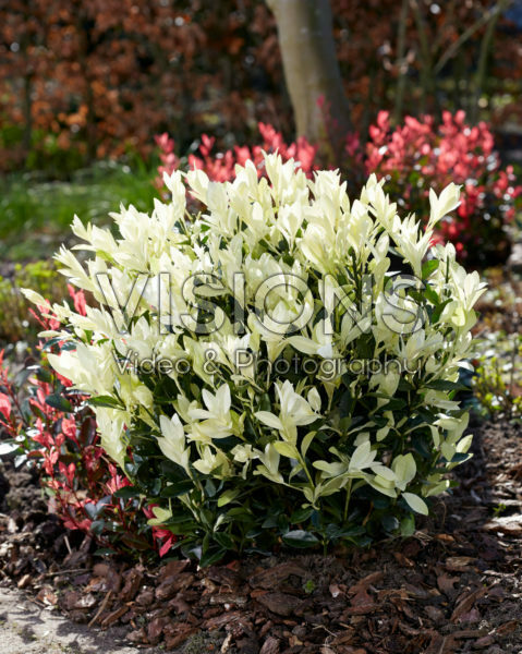 Euonymus japonicus Himalaya Euonymus japonicus Himalaya