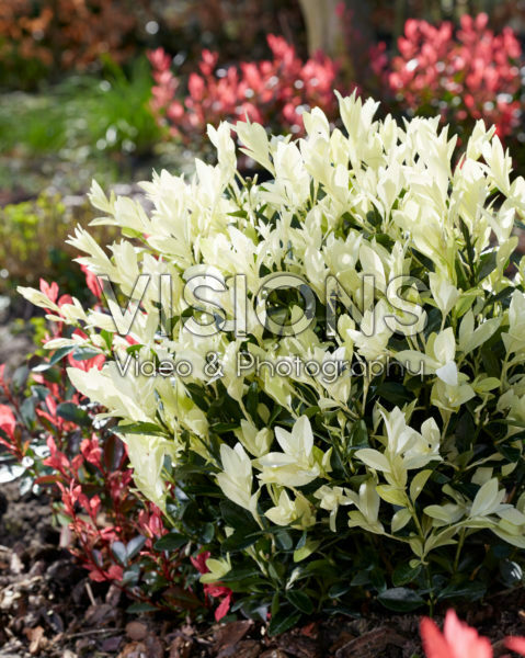 Euonymus japonicus Himalaya Euonymus japonicus Himalaya