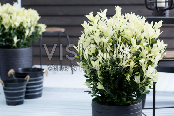 Euonymus japonicus Himalaya Euonymus japonicus Himalaya
