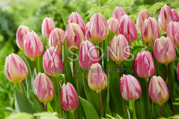 Tulipa Bojangles, Happy Feet Tulipa Bojangles, Happy Feet