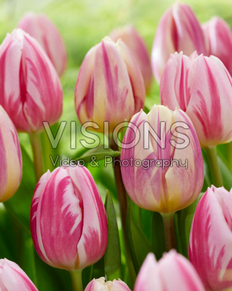 Tulipa Bojangles, Happy Feet Tulipa Bojangles, Happy Feet