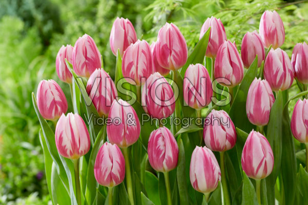 Tulipa Bojangles Tulipa Bojangles