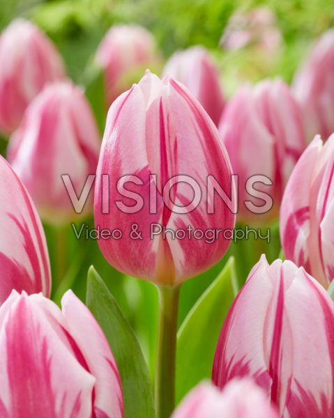 Tulipa Bojangles Tulipa Bojangles
