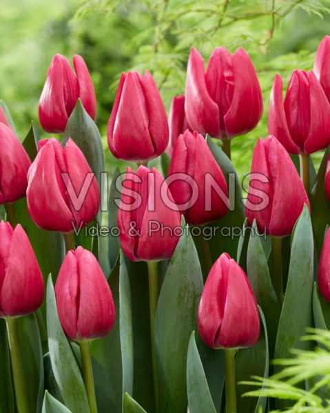 Tulipa Pink Power Tulipa Pink Power
