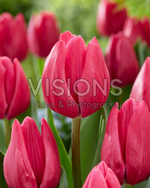 Tulipa Pink Power Tulipa Pink Power