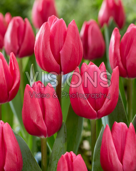 Tulipa Pink Power Tulipa Pink Power