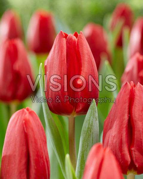 Tulipa Opportunity Tulipa Opportunity