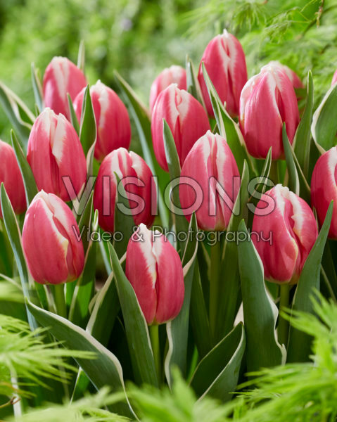 Tulipa Mark Design Tulipa Mark Design