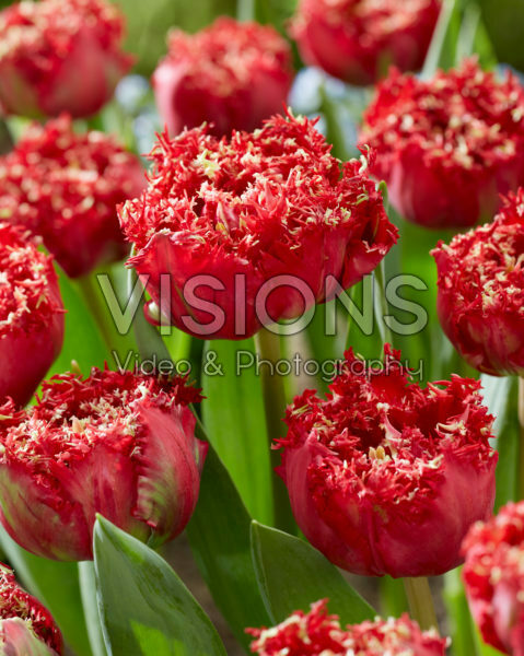 Tulipa Qatar Tulipa Qatar