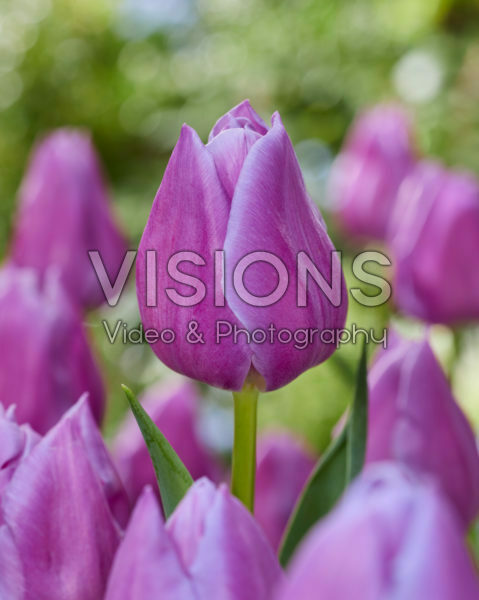 Tulipa Magic Lavender Tulipa Magic Lavender