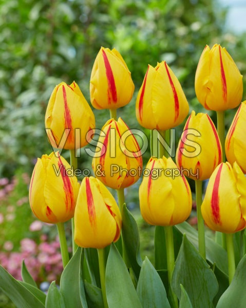 Tulipa Freedom Flame Tulipa Freedom Flame