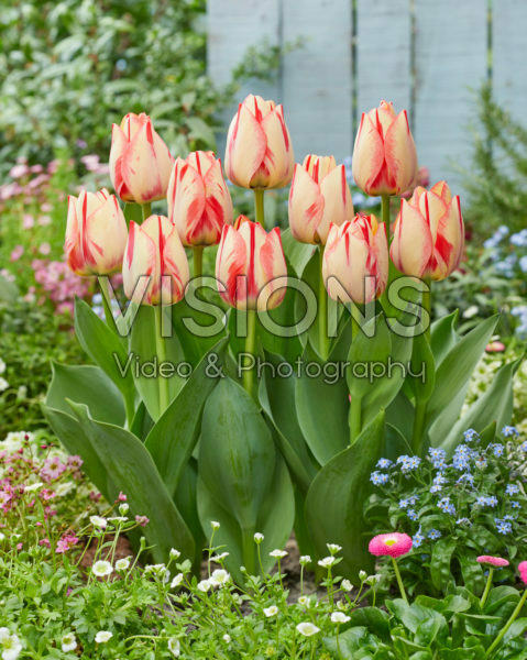 Tulipa Spryng Break Tulipa Spryng Break