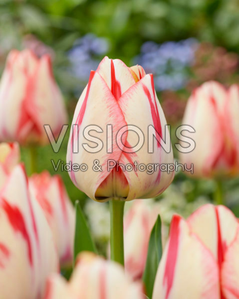 Tulipa Spryng Break Tulipa Spryng Break