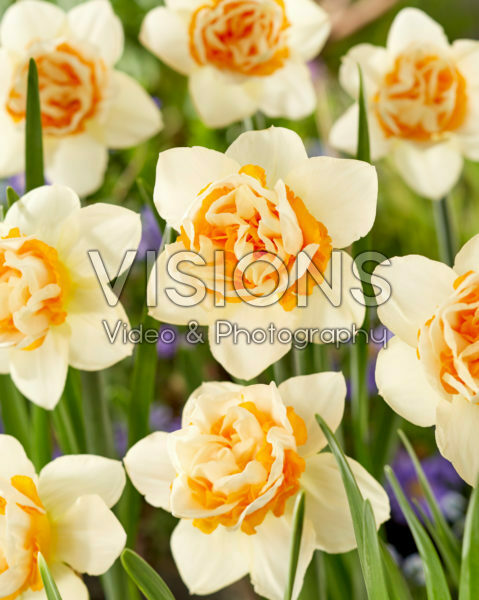 Narcissus Double Date Narcissus Double Date