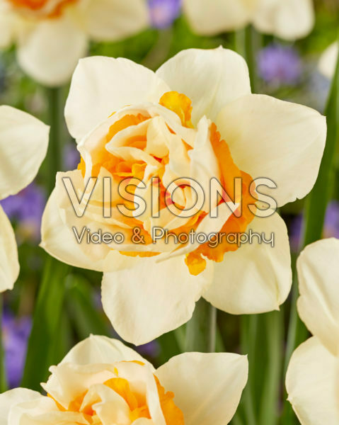 Narcissus Double Date Narcissus Double Date