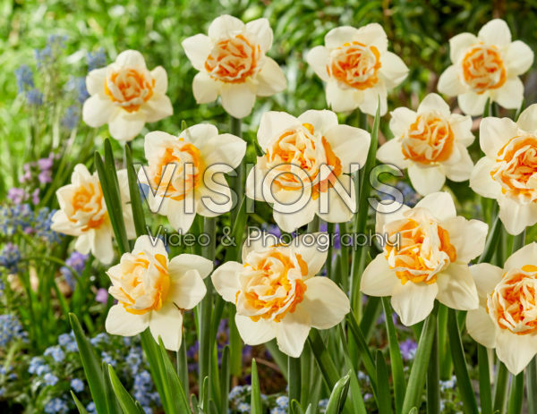 Narcissus Double Date Narcissus Double Date