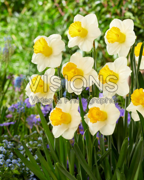 Narcissus Orange Sunset Narcissus Orange Sunset