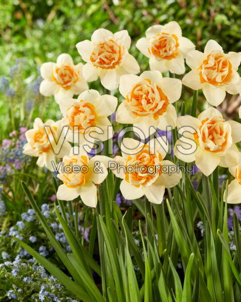 Narcissus Double Date Narcissus Double Date