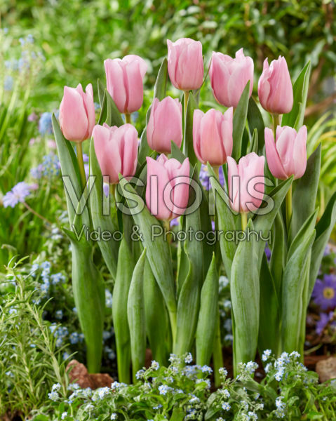 Tulipa Dutch Lane Tulipa Dutch Lane