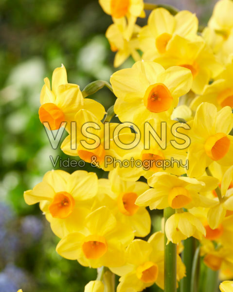 Narcissus Innisidgen Narcissus Innisidgen