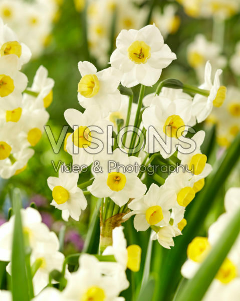 Narcissus Avalanche Narcissus Avalanche