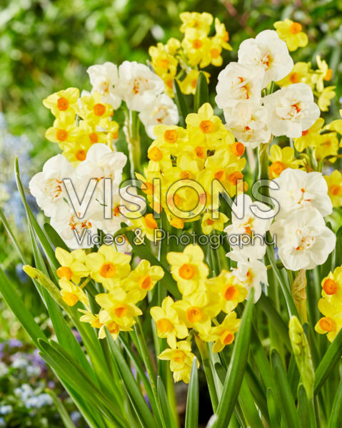 Narcissus Innisidgen, Abba Narcissus Innisidgen, Abba